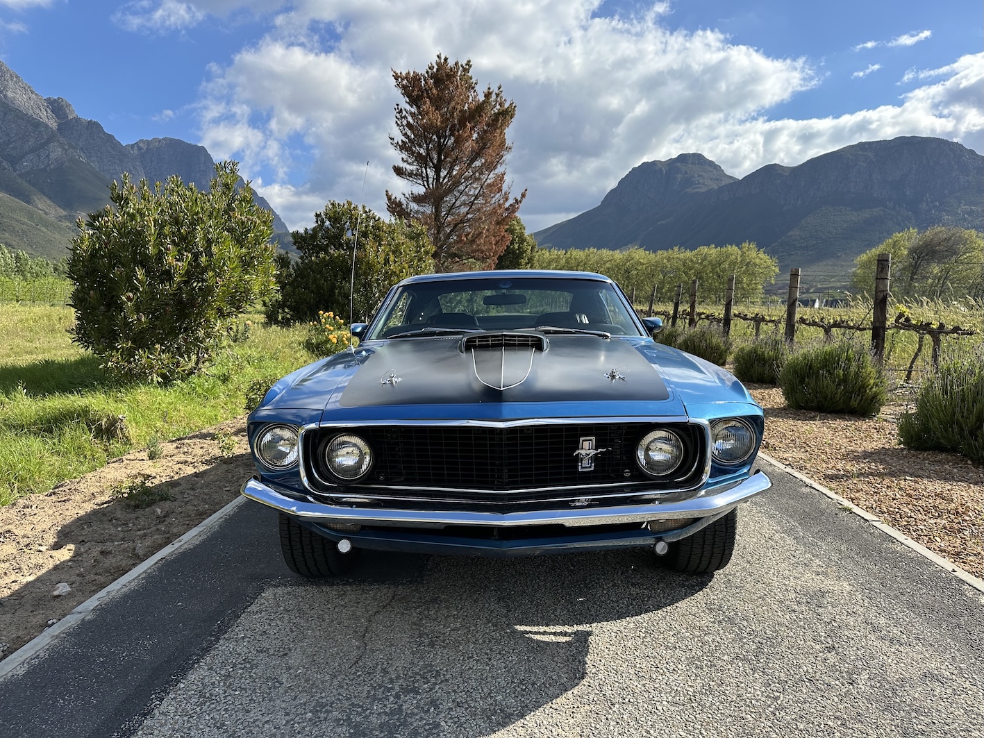 1969  Mustang Mach 1 (390)